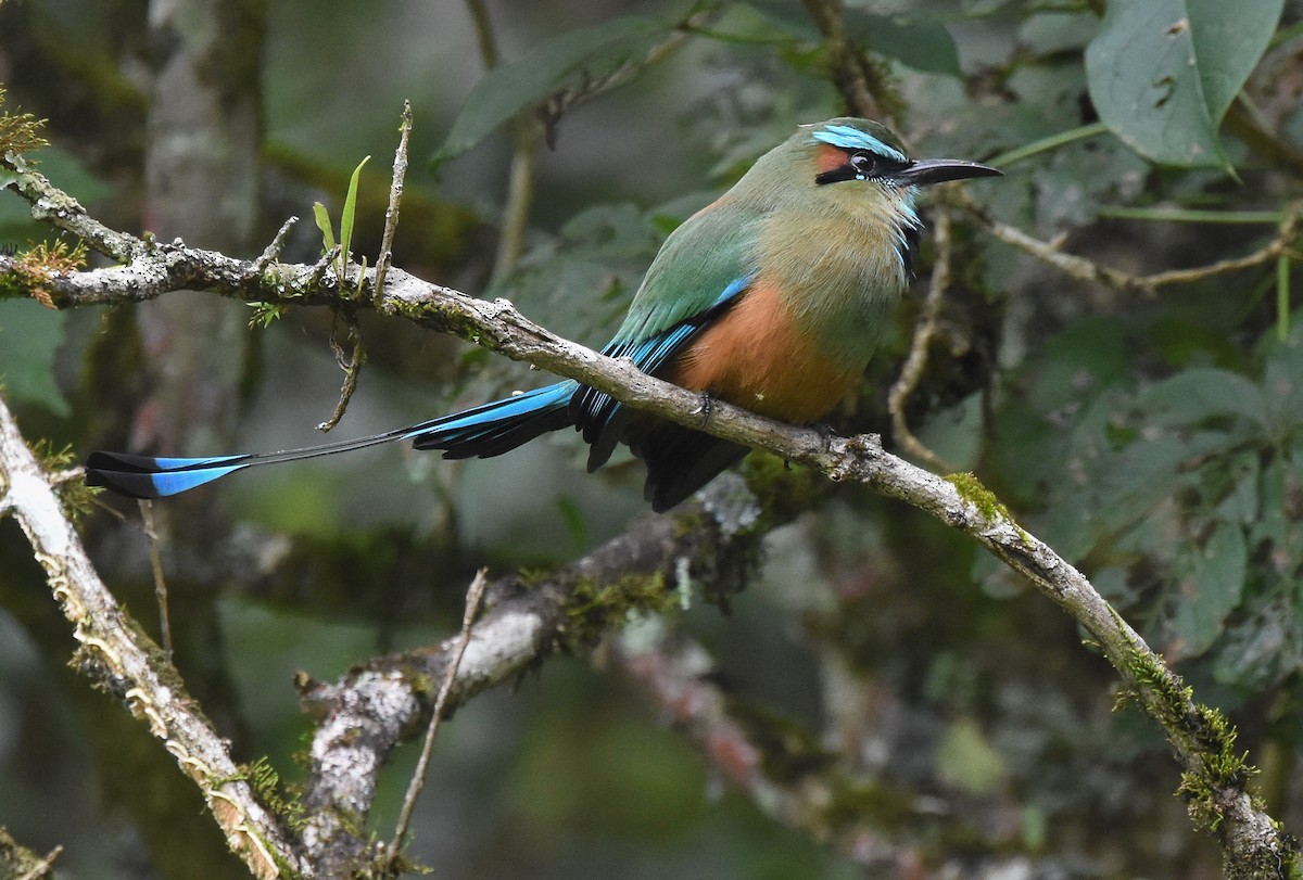 Turquoise-browed Motmot - ML85216211