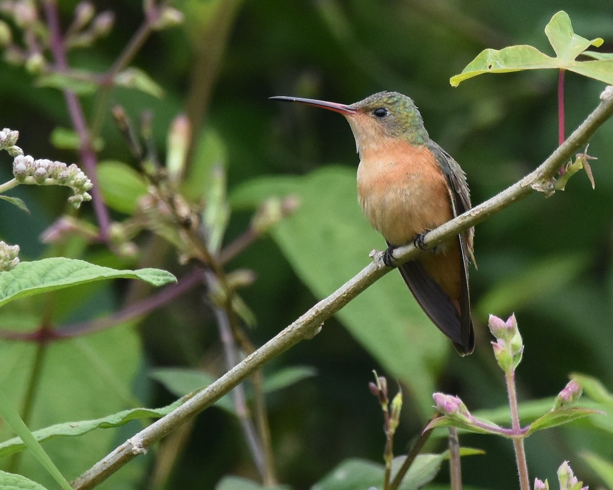 Cinnamon Hummingbird - ML85216271