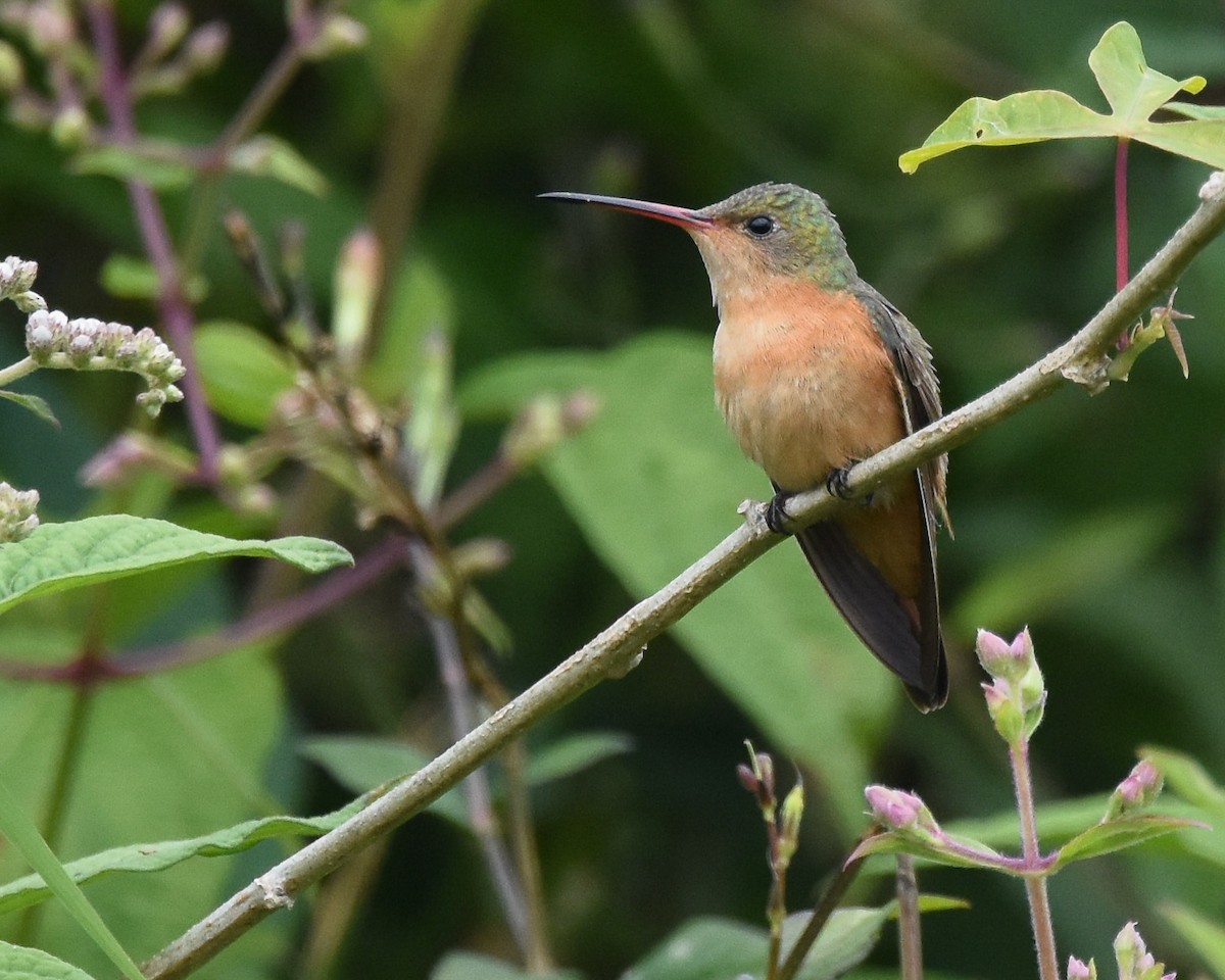 kolibřík ryšavý - ML85216271