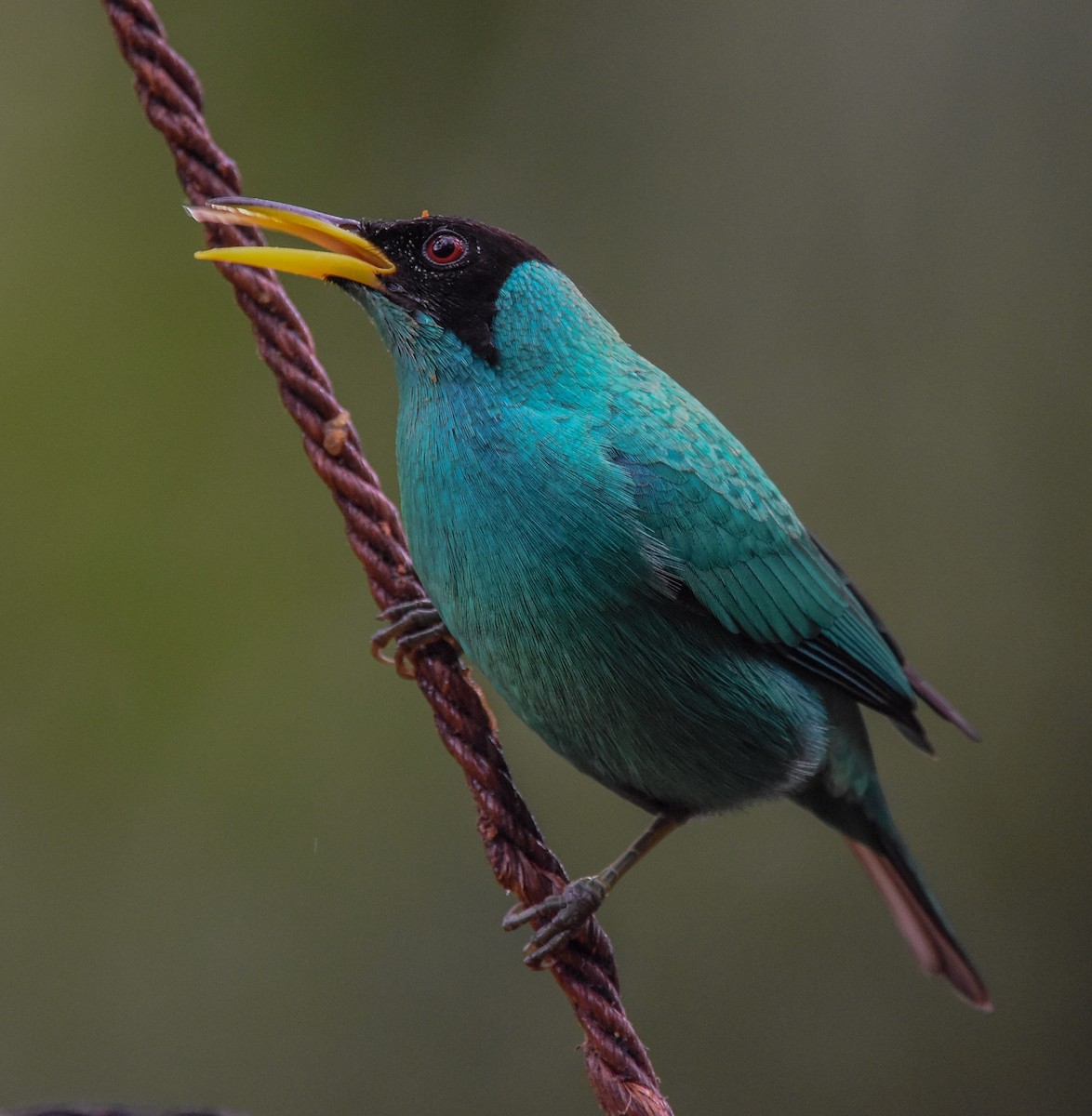 Green Honeycreeper - ML85216621