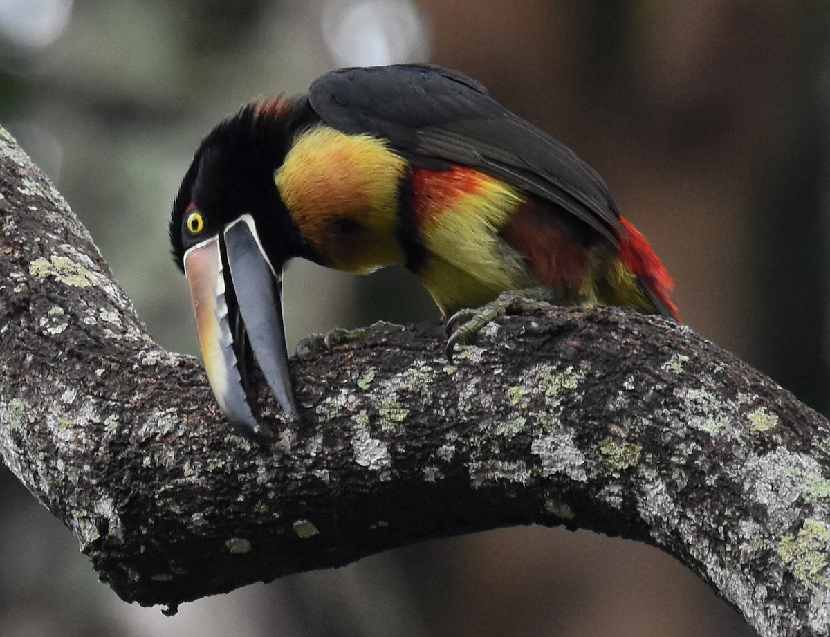 Collared Aracari - ML85216681