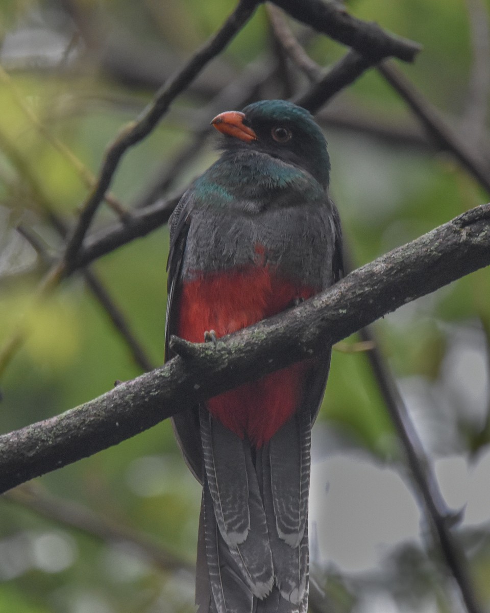 Slaty-tailed Trogon - ML85216761