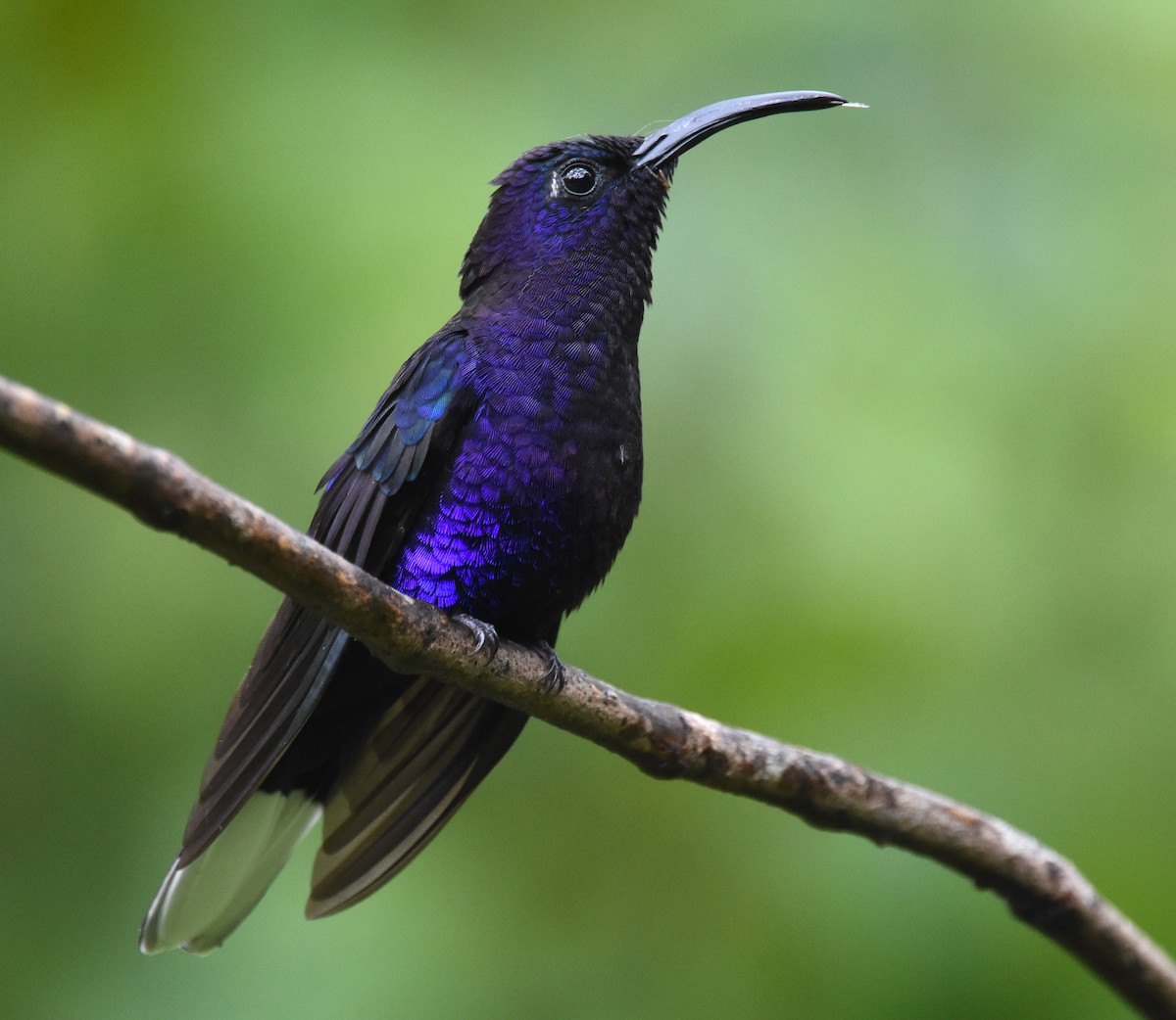 kolibřík fialkový - ML85216911