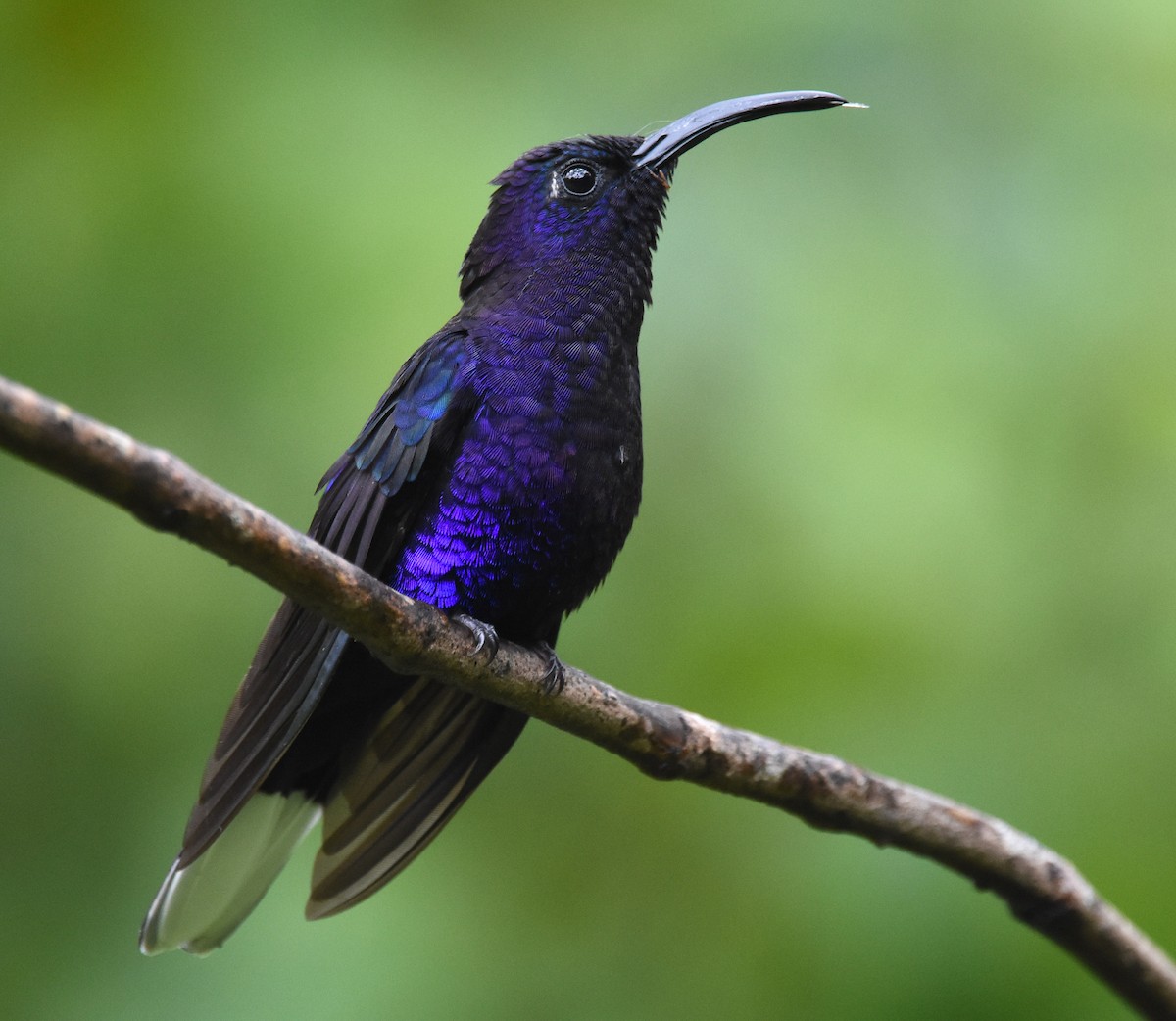 Violet Sabrewing - Rebecca Hansen