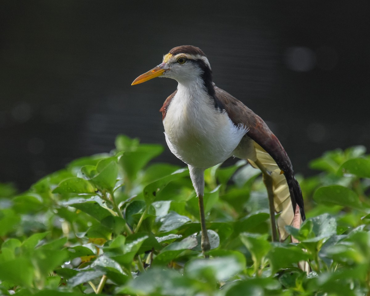 Northern Jacana - ML85217021