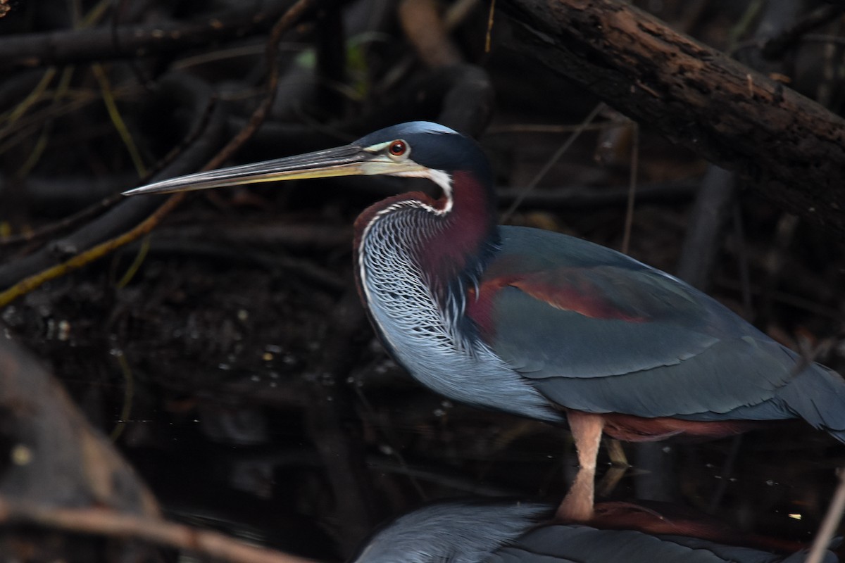 Agami Heron - ML85217091