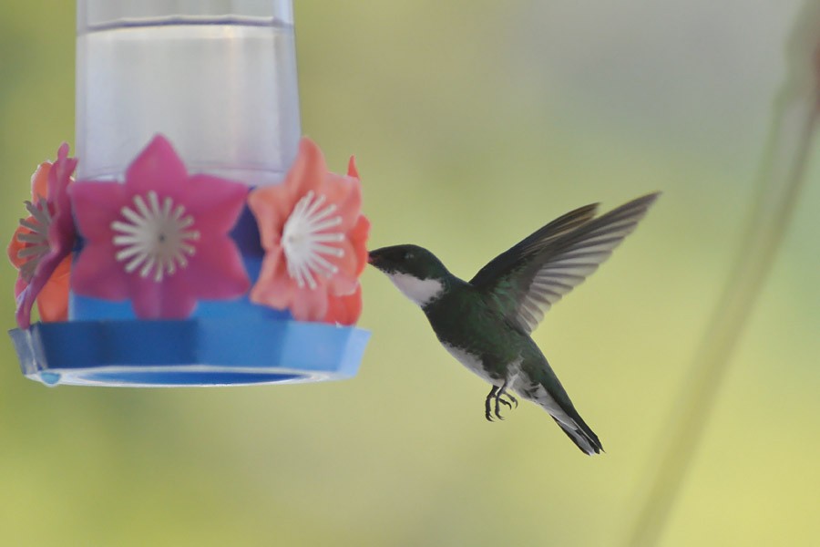 kolibřík límcový - ML85217101