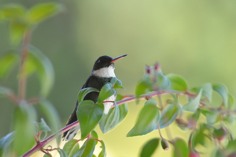 White-throated Hummingbird - Kalle Rainio