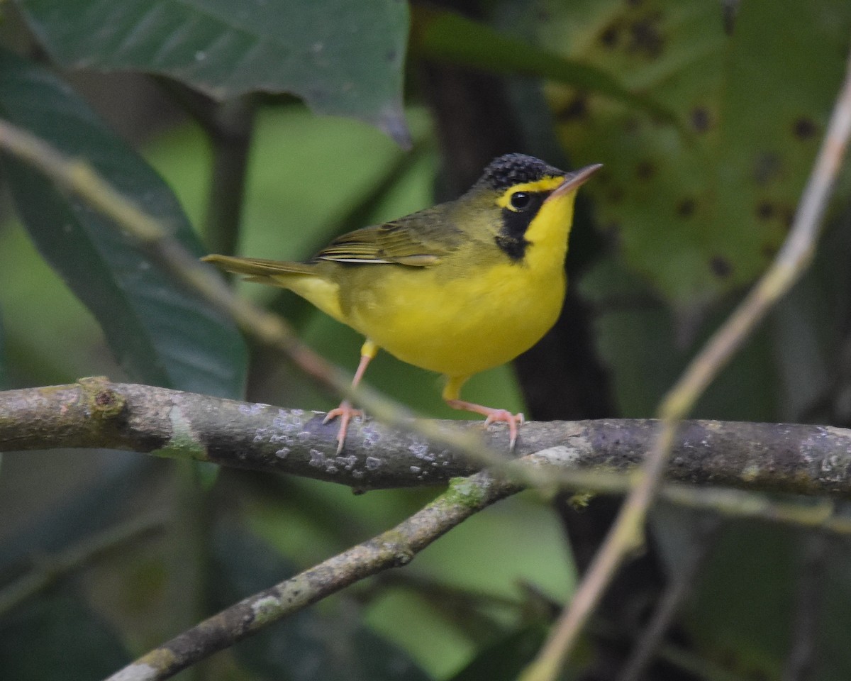 Kentucky Warbler - ML85217541