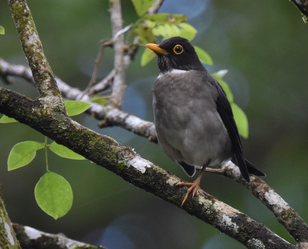 White-throated Thrush - ML85217821