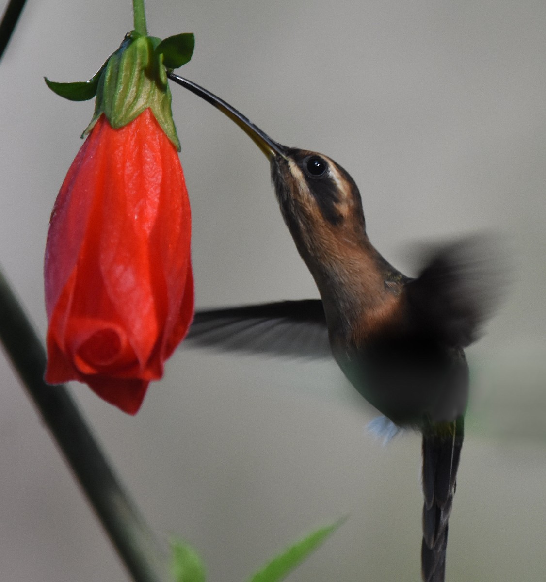Пестрогорлый колибри-отшельник - ML85217891