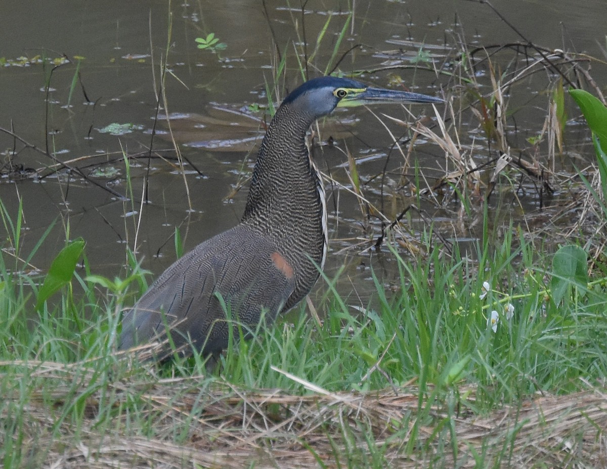 Bare-throated Tiger-Heron - ML85218121