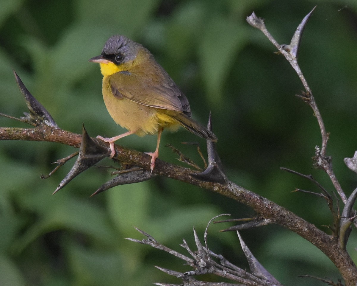 Gray-crowned Yellowthroat - ML85218251