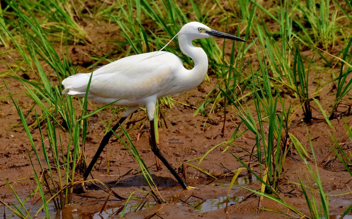 Little Egret - mathew thekkethala