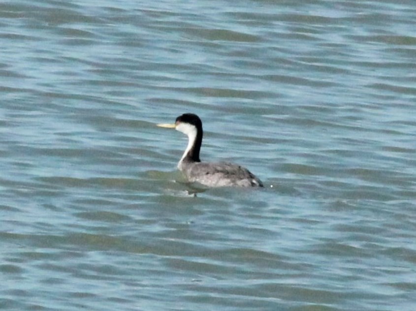 Western Grebe - Rutger Koperdraad