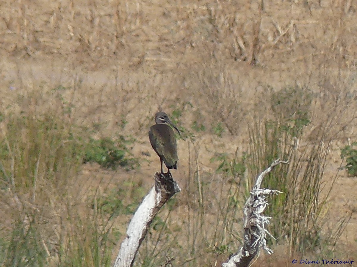 Hadada Ibis - ML85219711