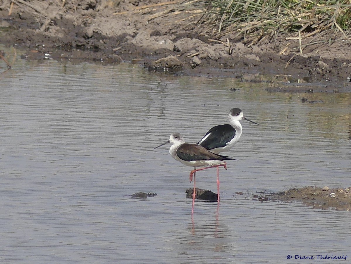 Black-winged Stilt - ML85219801