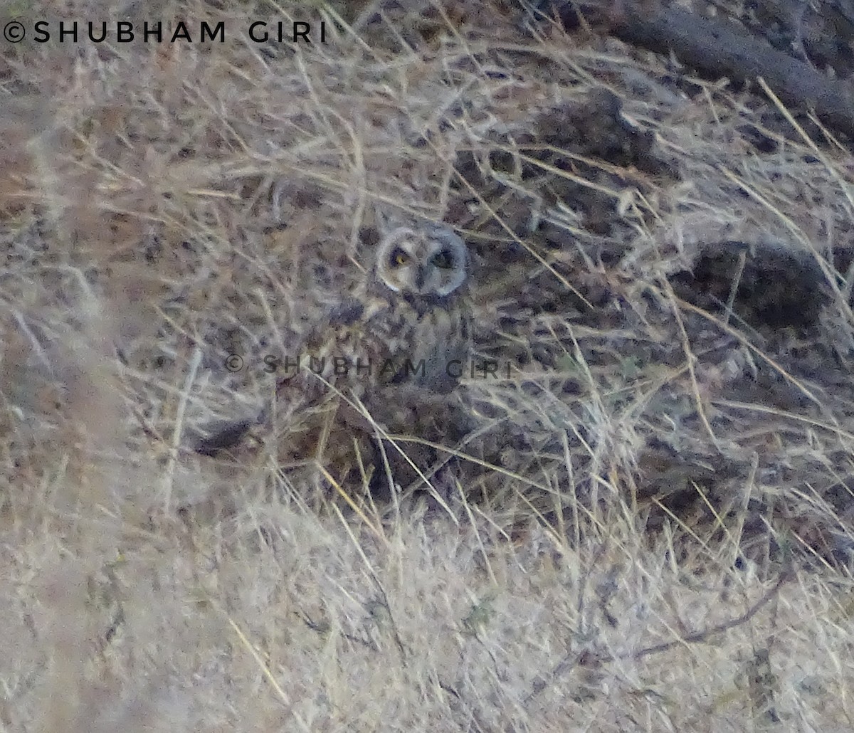 Short-eared Owl - Shubham Giri
