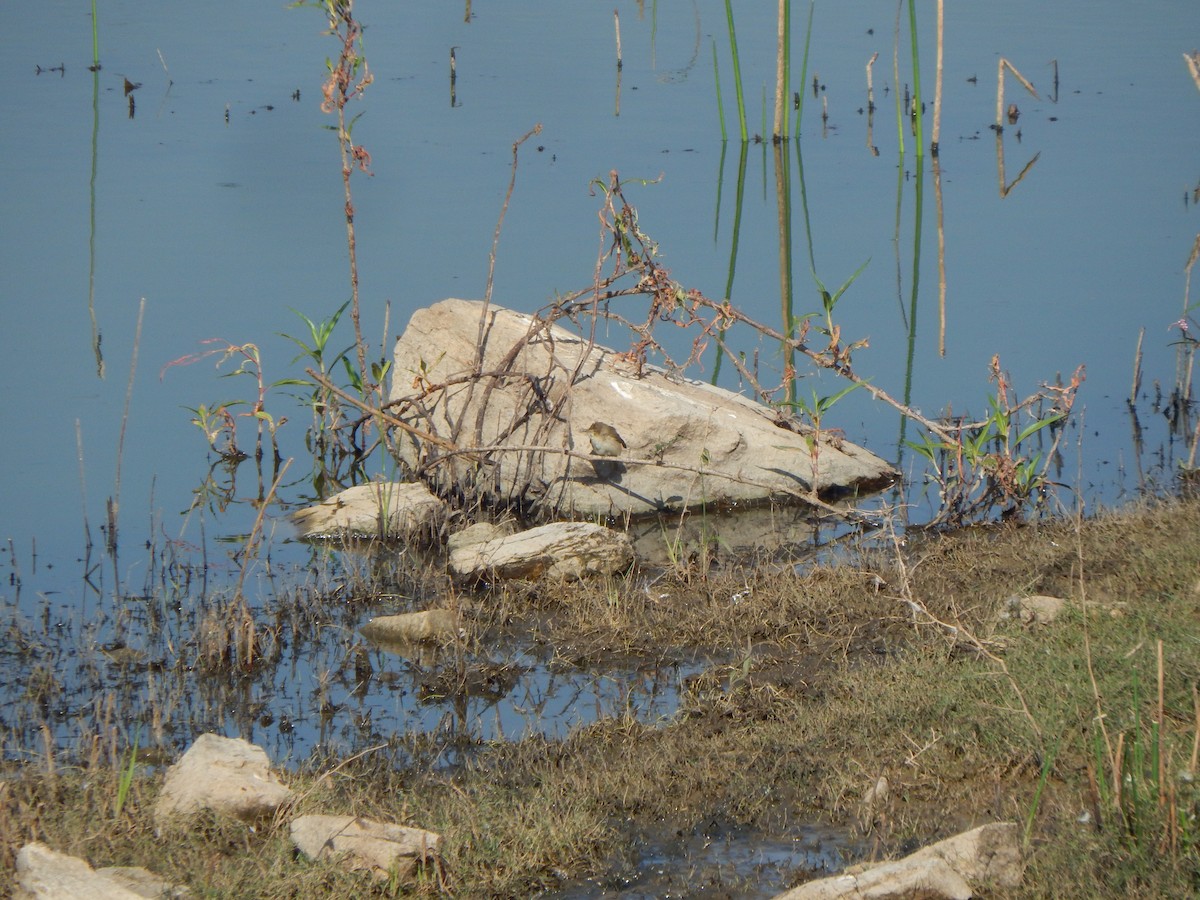 Landa-lezkaria - ML85220721