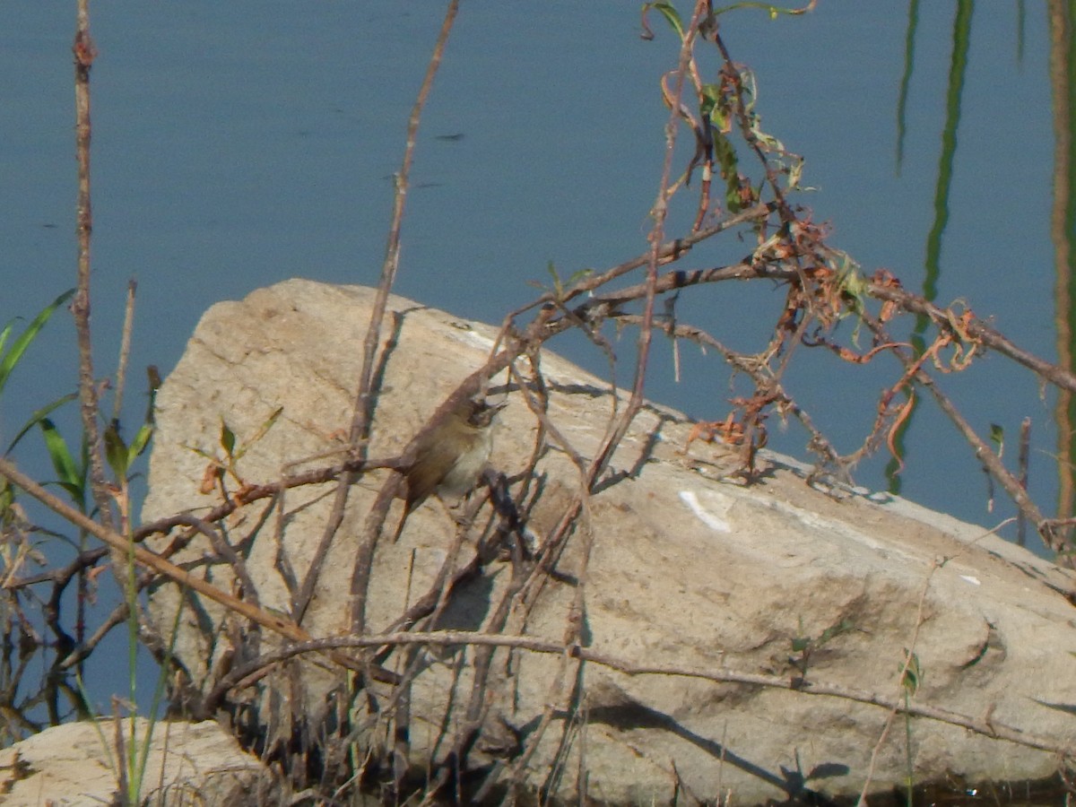 Paddyfield Warbler - ML85220731