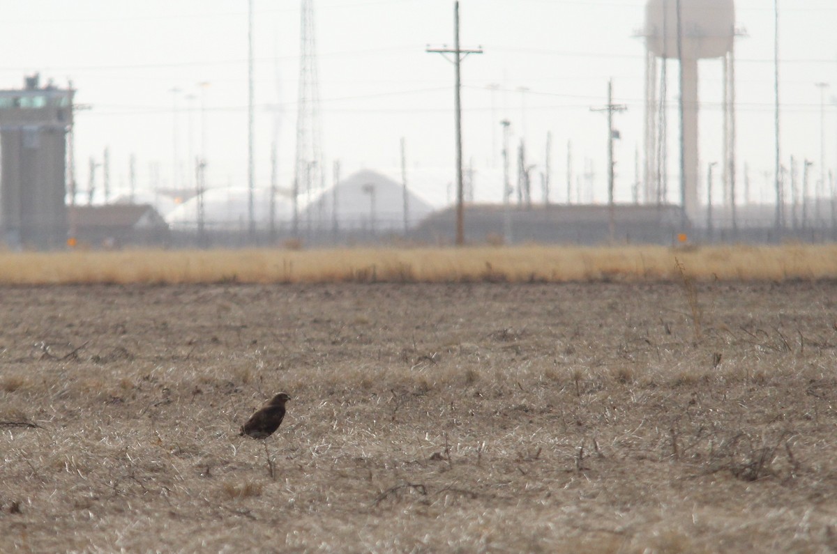 Ferruginous Hawk - ML85221441