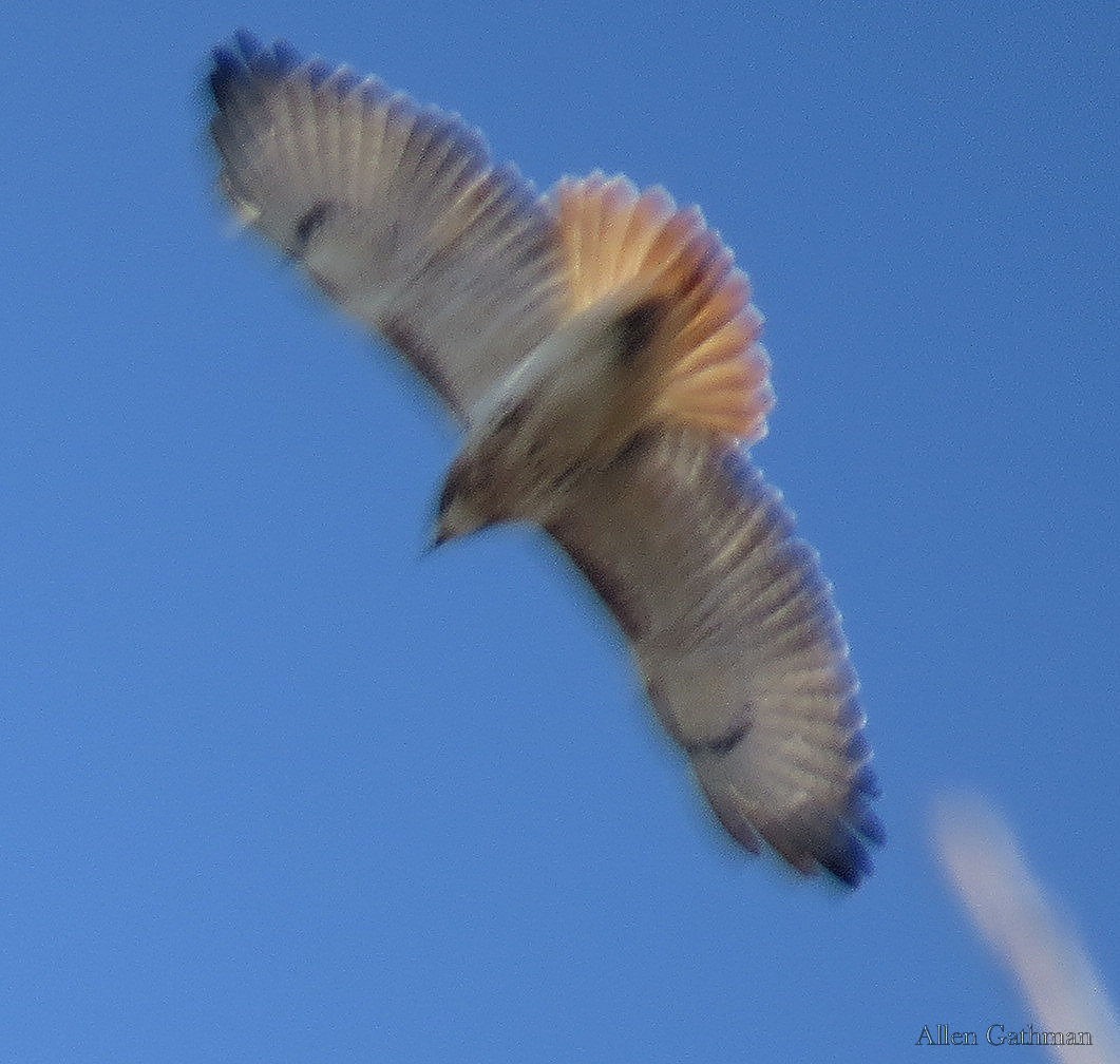 Red-tailed Hawk - ML85221501