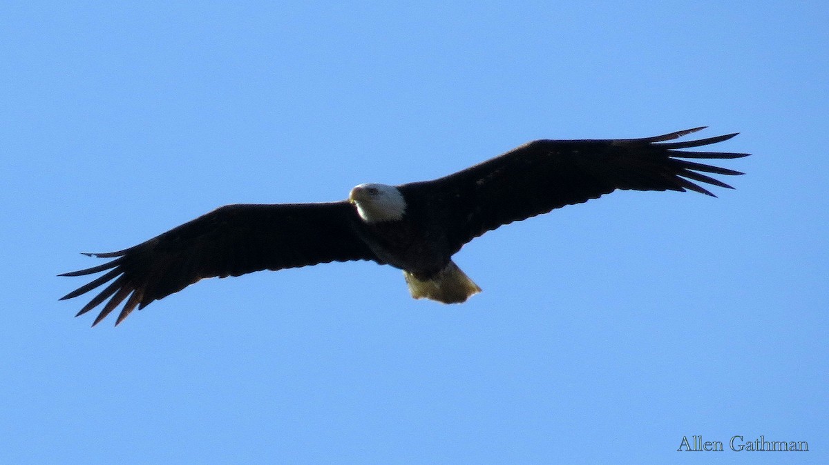 Bald Eagle - ML85221521