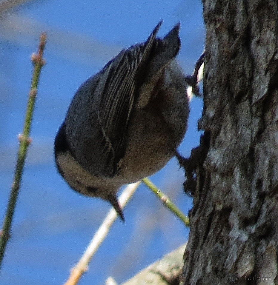 White-breasted Nuthatch - ML85221581