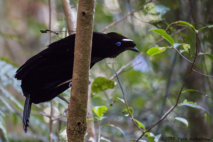 Western Parotia - ML85223411