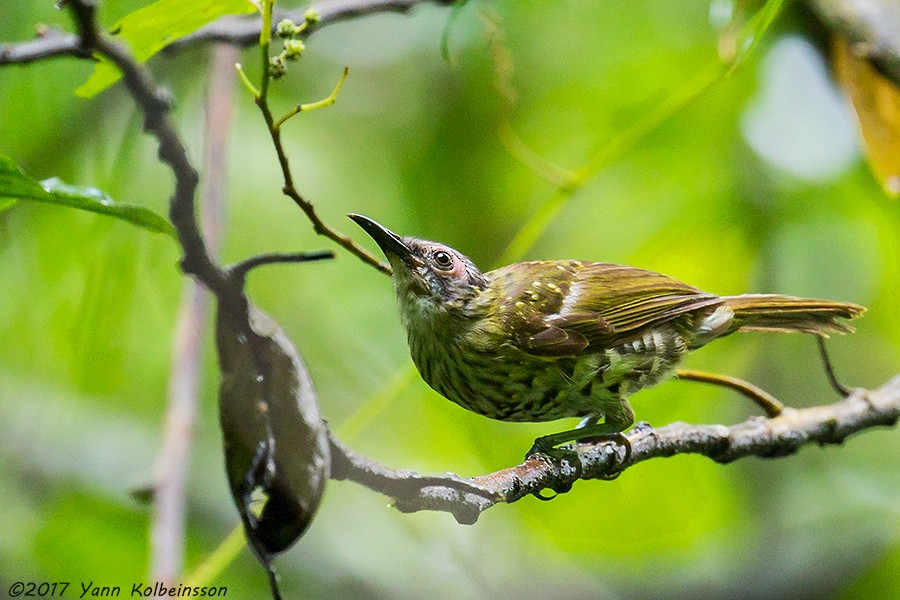 Spotted Honeyeater - Yann Kolbeinsson