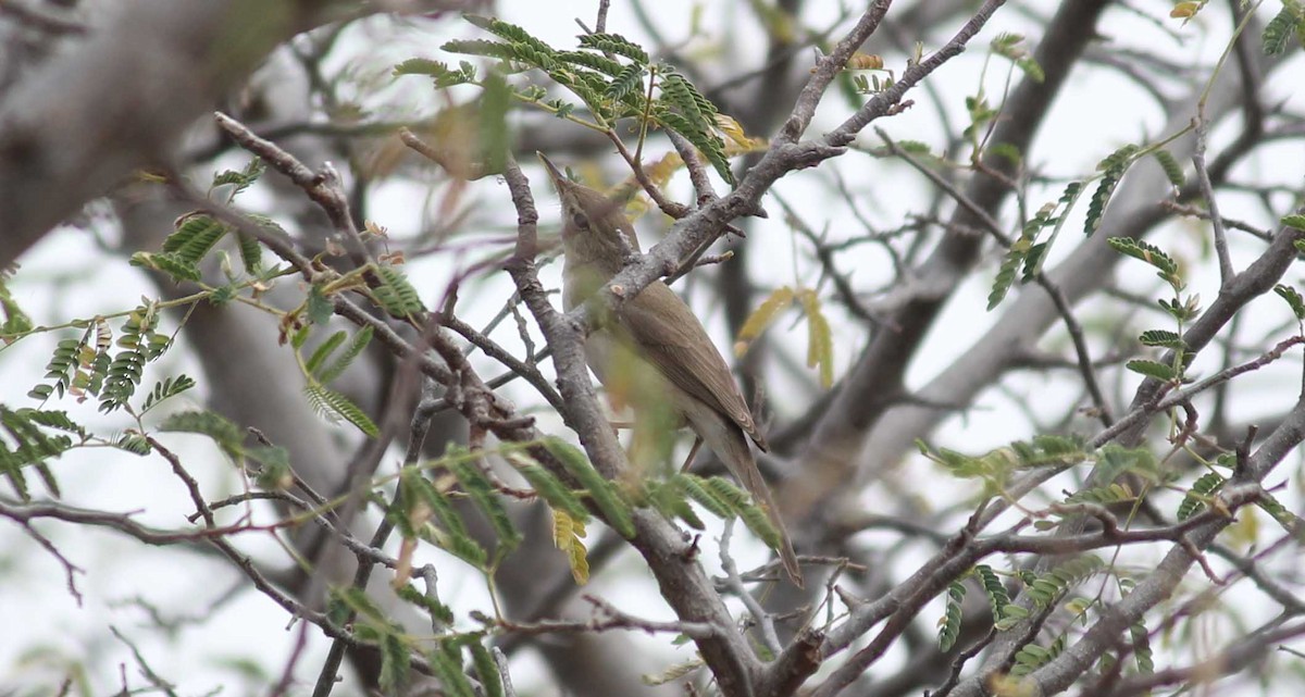 Iduna/Hippolais/Acrocephalus sp. - Shanmugam Kalidass