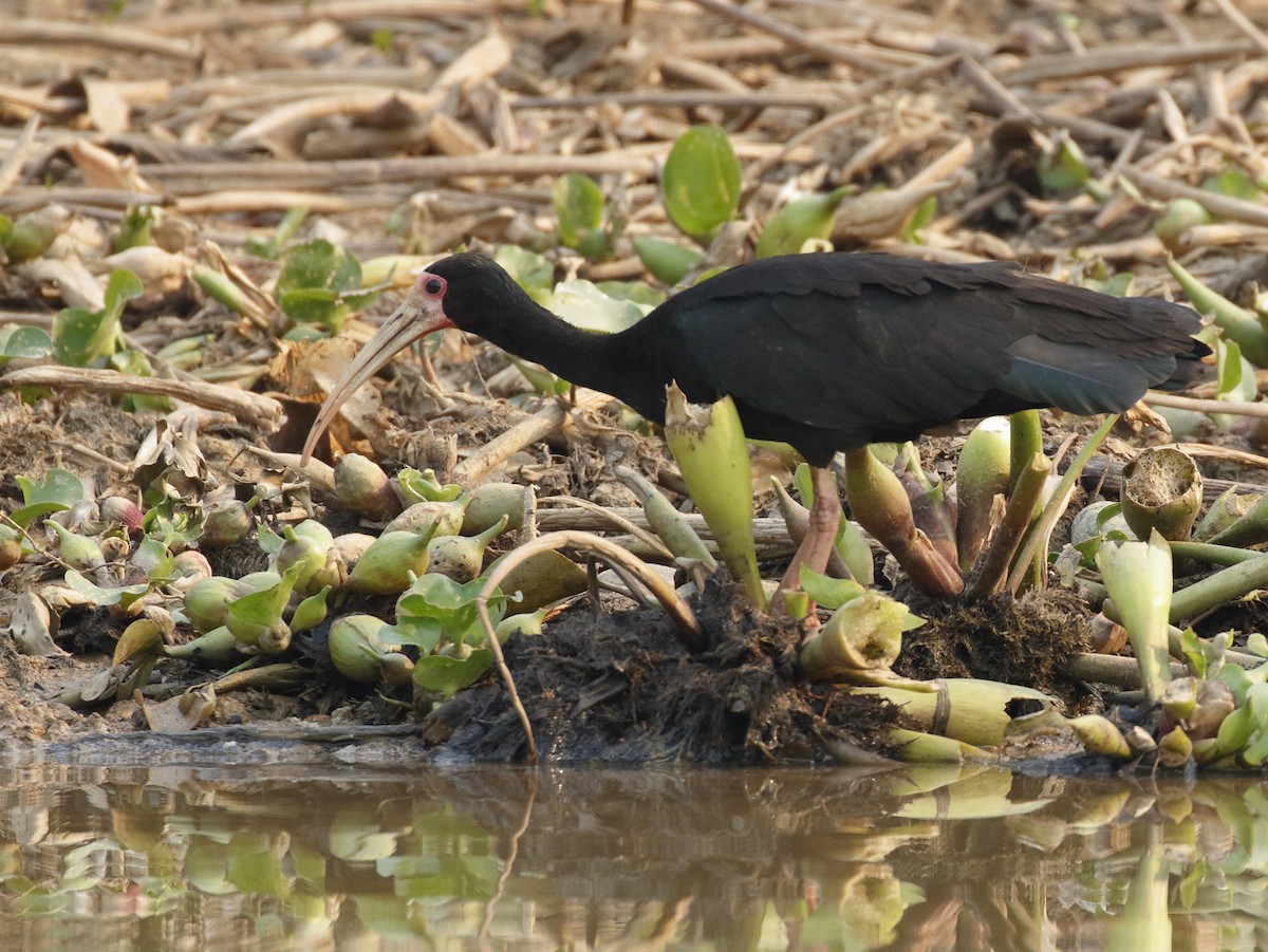 Bare-faced Ibis - Dave Curtis