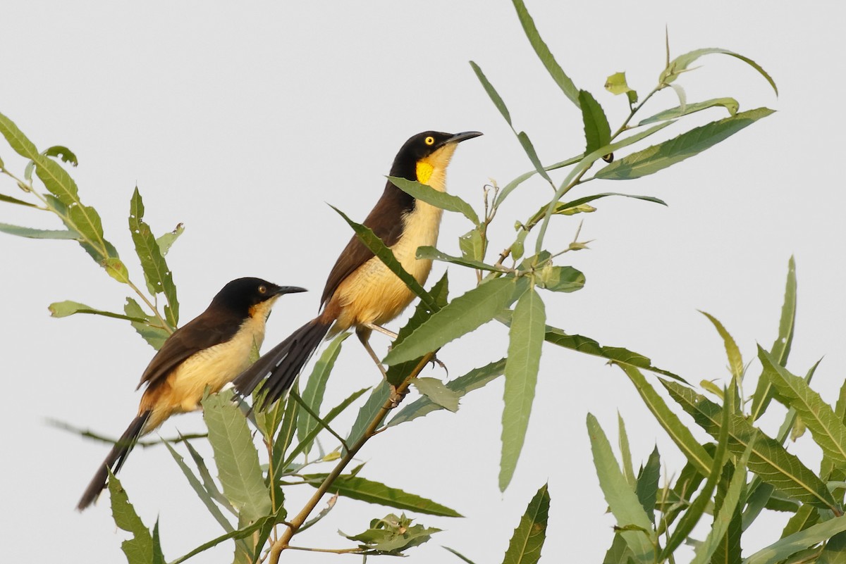 Black-capped Donacobius - Dave Curtis