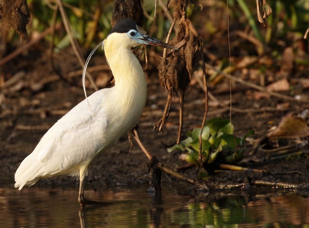 Capped Heron - Dave Curtis