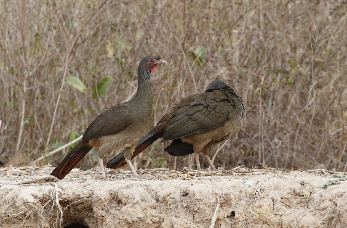 Chaco Chachalaca - Dave Curtis