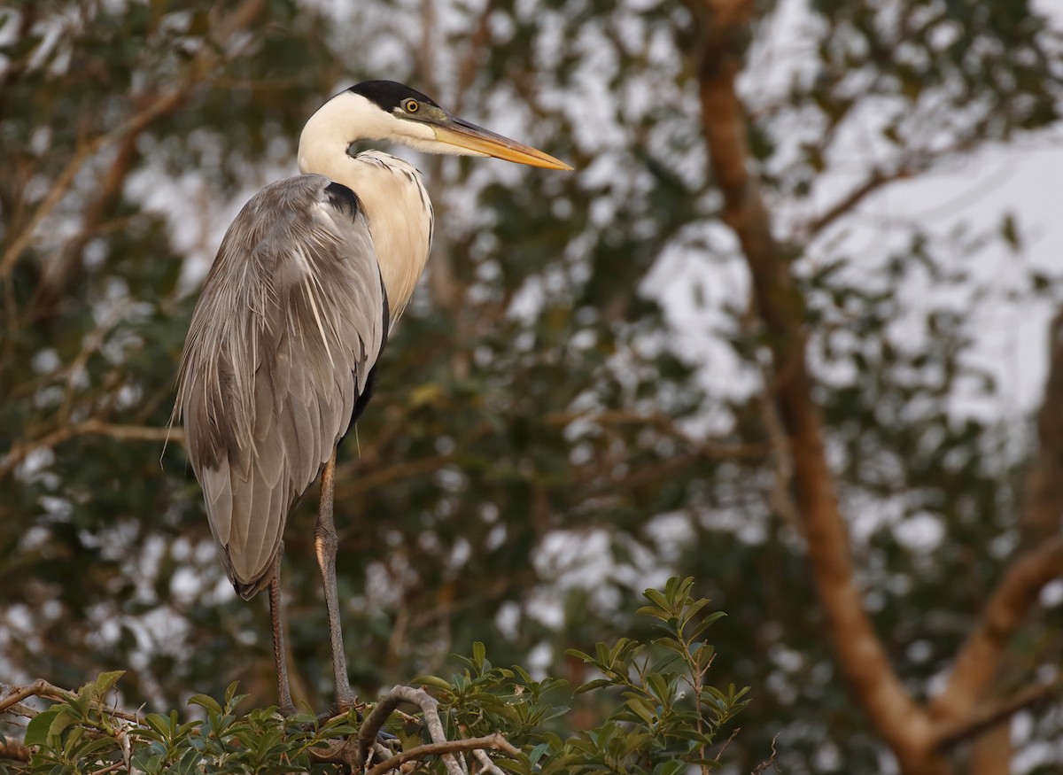 Cocoi Heron - Dave Curtis