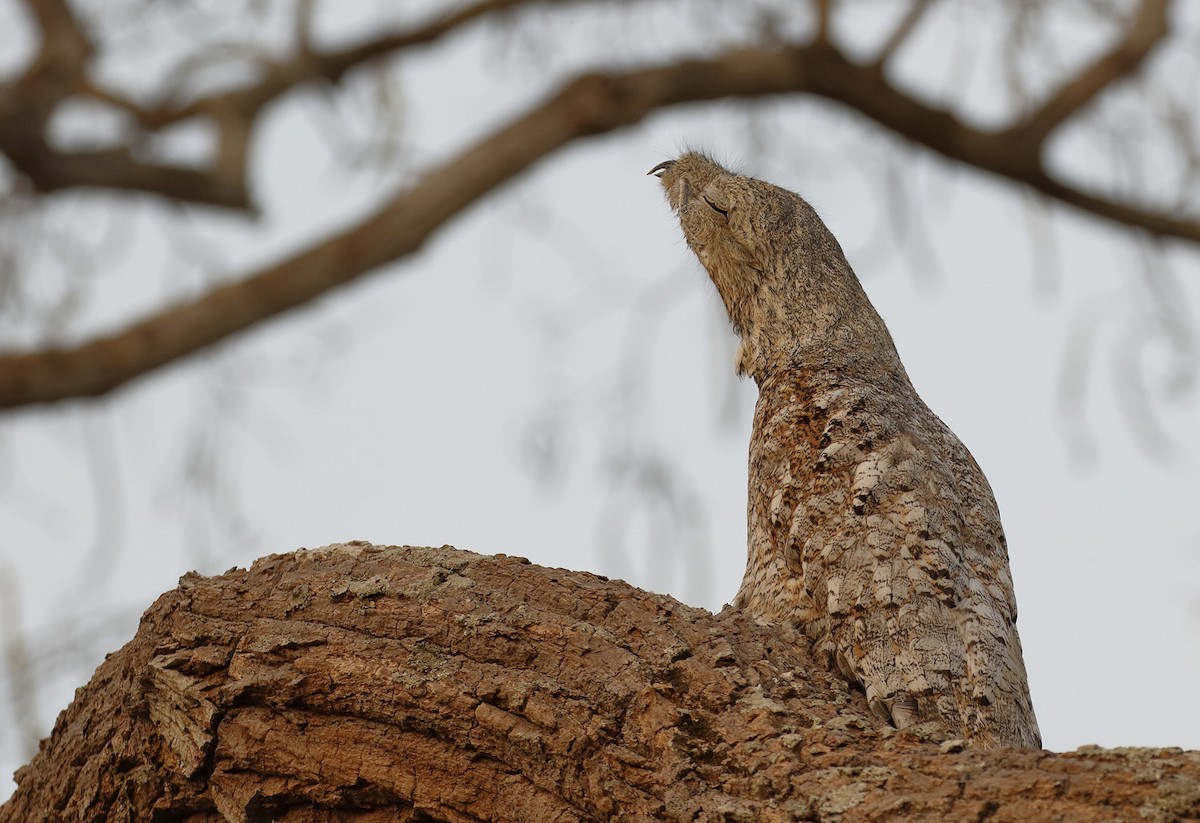 Great Potoo - ML85227601