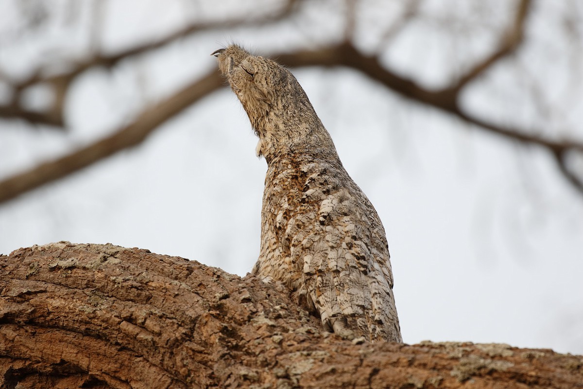 Great Potoo - Dave Curtis