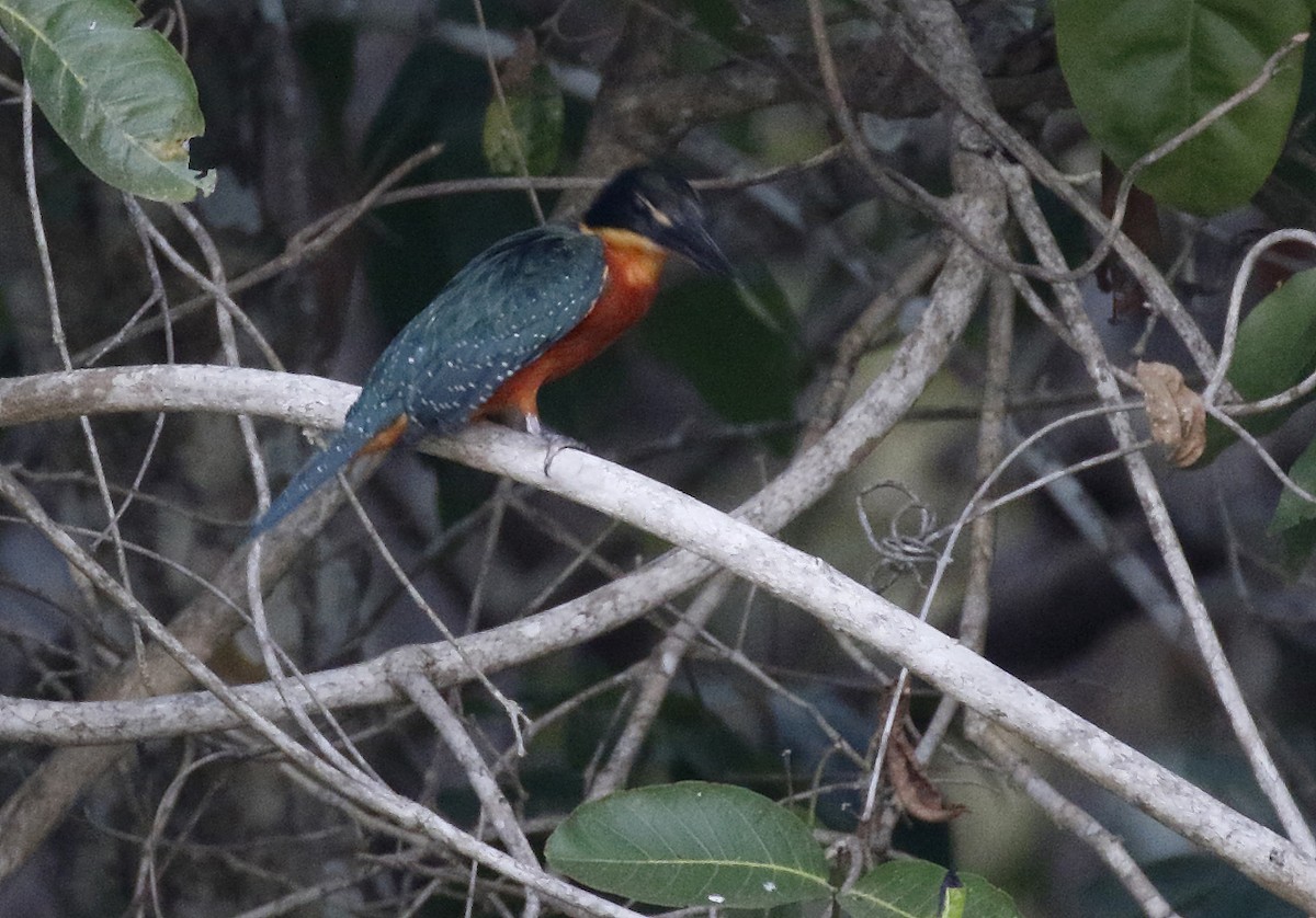 Green-and-rufous Kingfisher - ML85227751