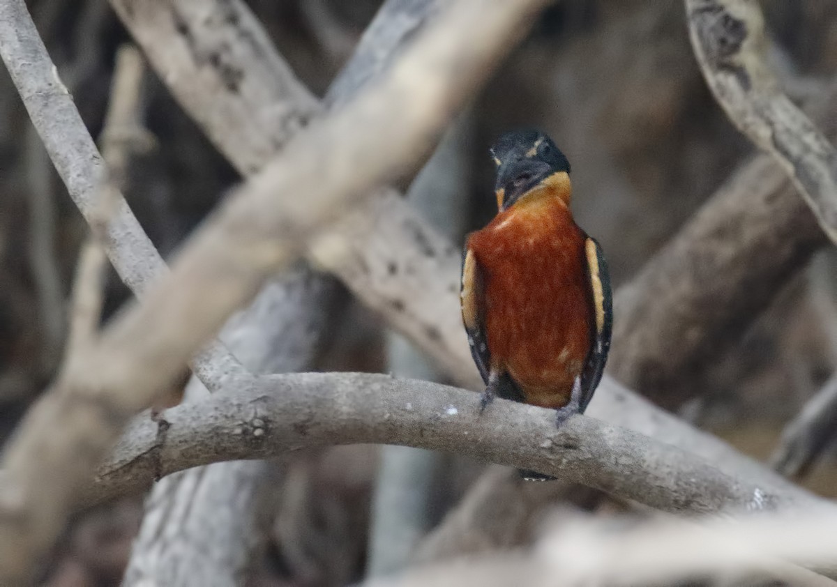 Green-and-rufous Kingfisher - ML85227811