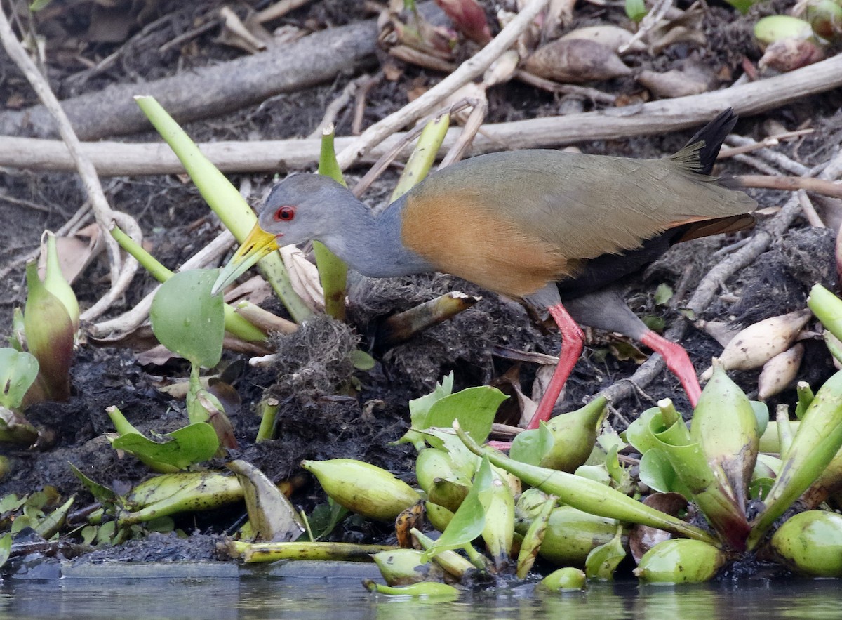 Gray-cowled Wood-Rail - Dave Curtis
