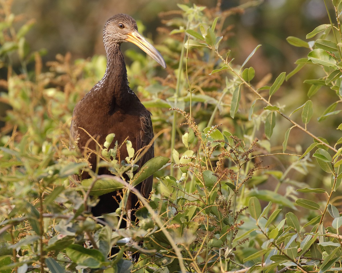 Limpkin - Dave Curtis