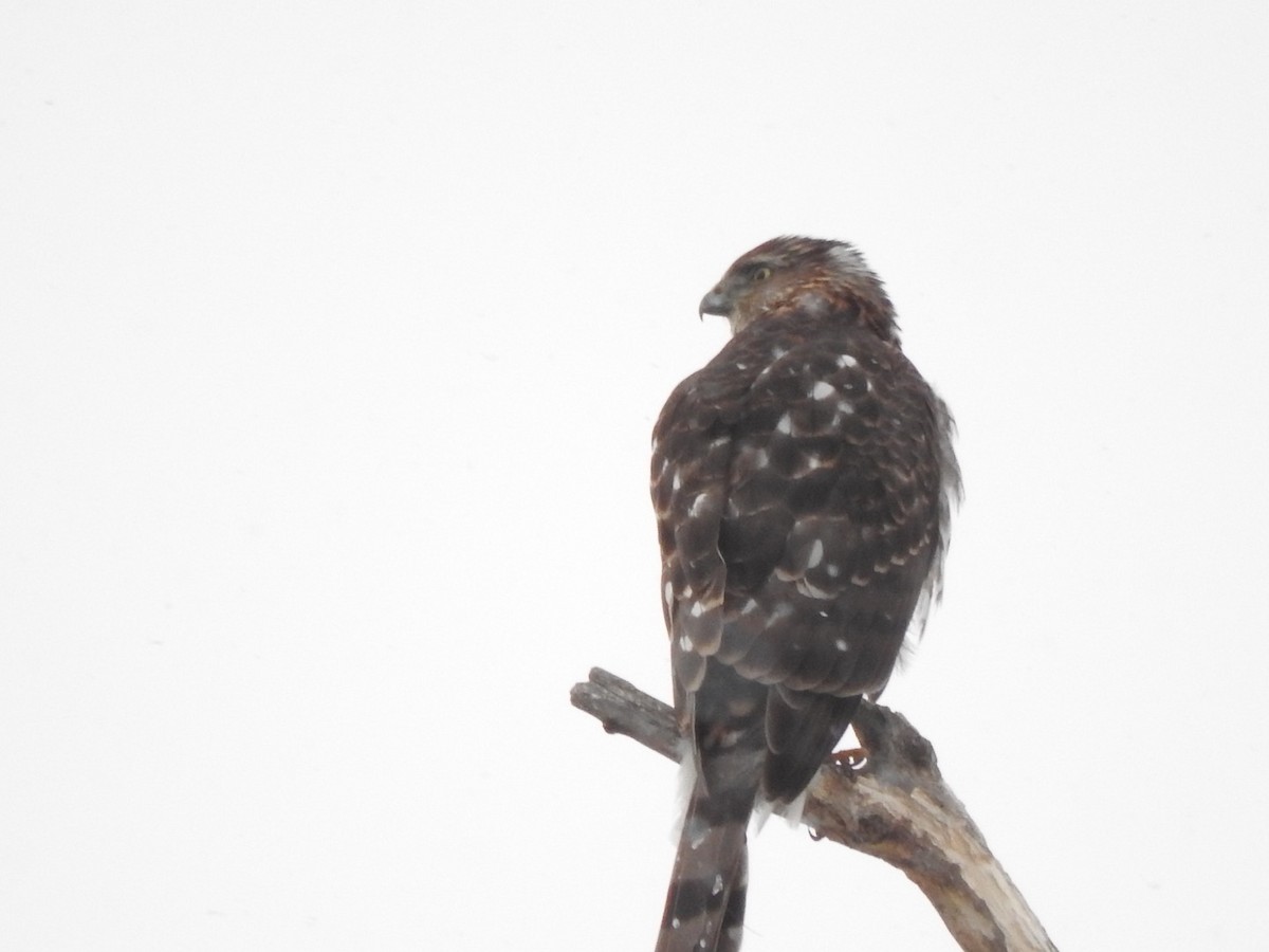 Cooper's Hawk - ML85228361