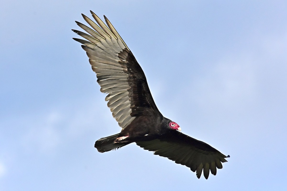 Turkey Vulture - ML85228411