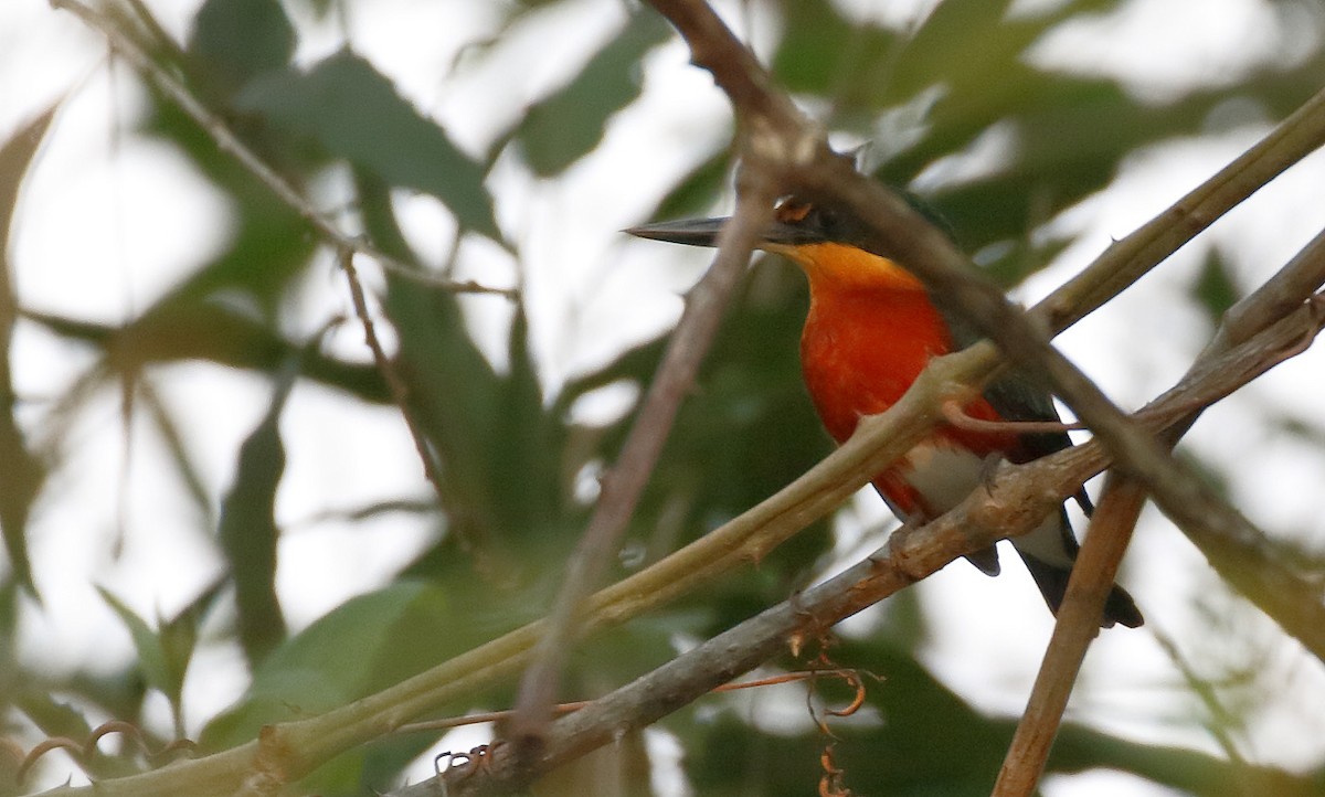 American Pygmy Kingfisher - Dave Curtis