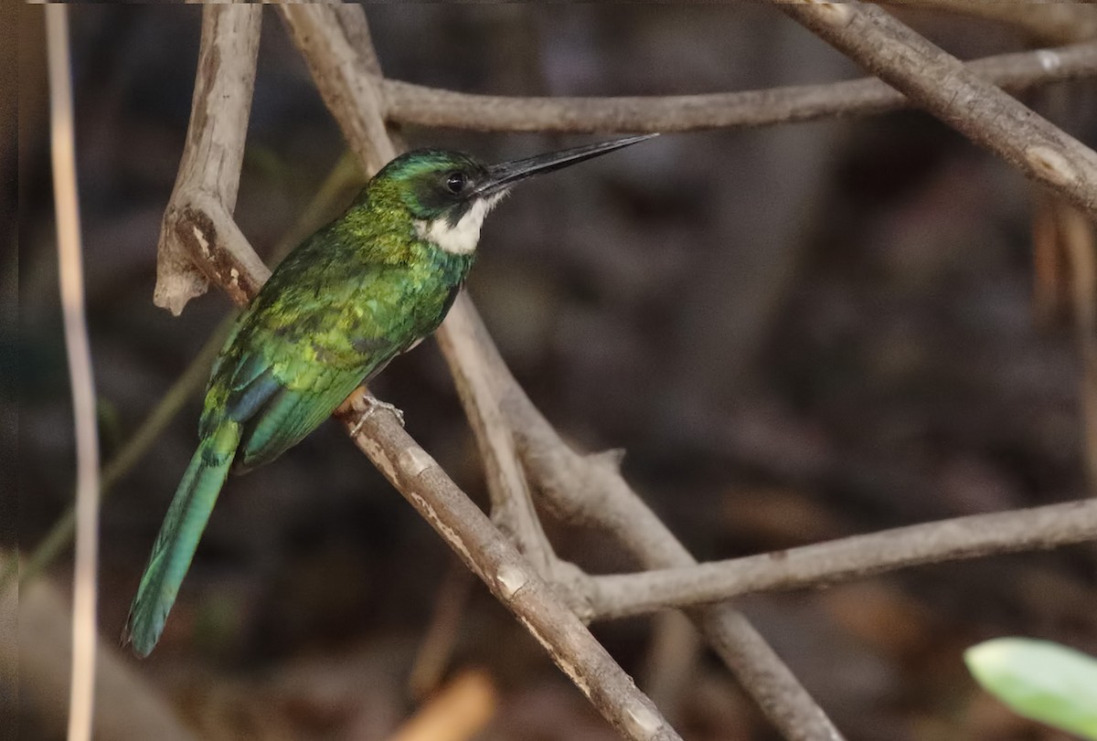 Rufous-tailed Jacamar - Dave Curtis