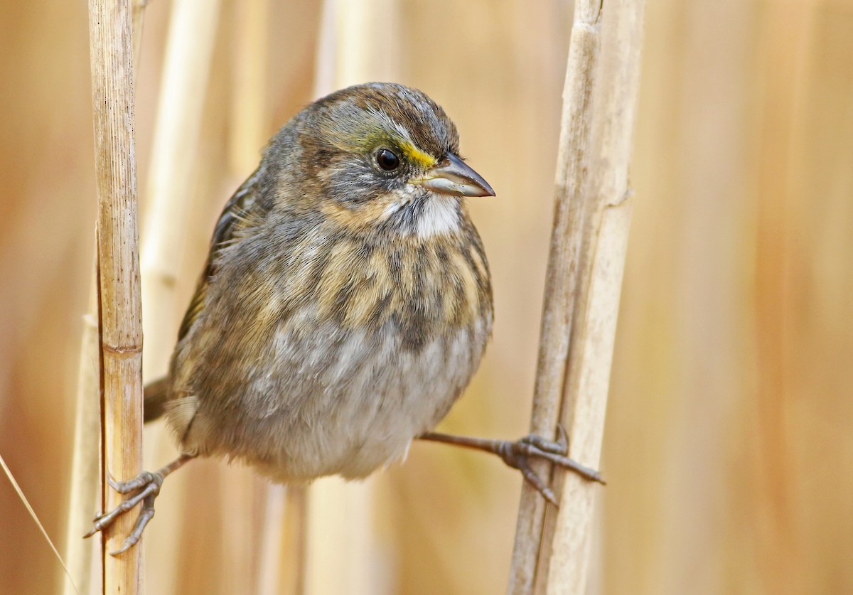 Seaside Sparrow - Keenan Yakola