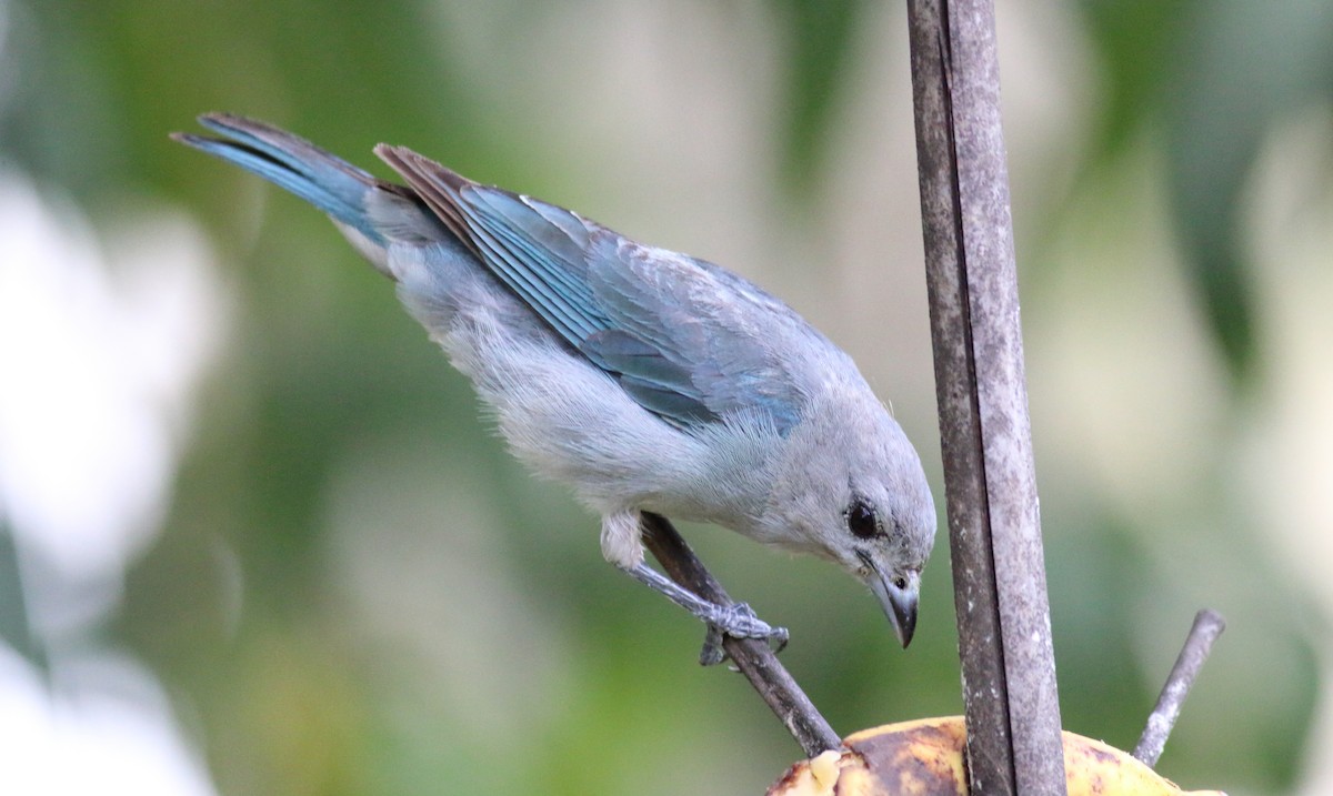 Sayaca Tanager - ML85229491