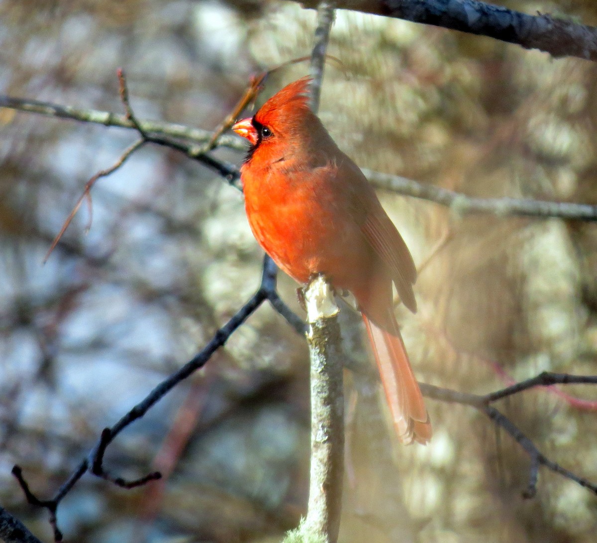 Cardinal rouge - ML85229521