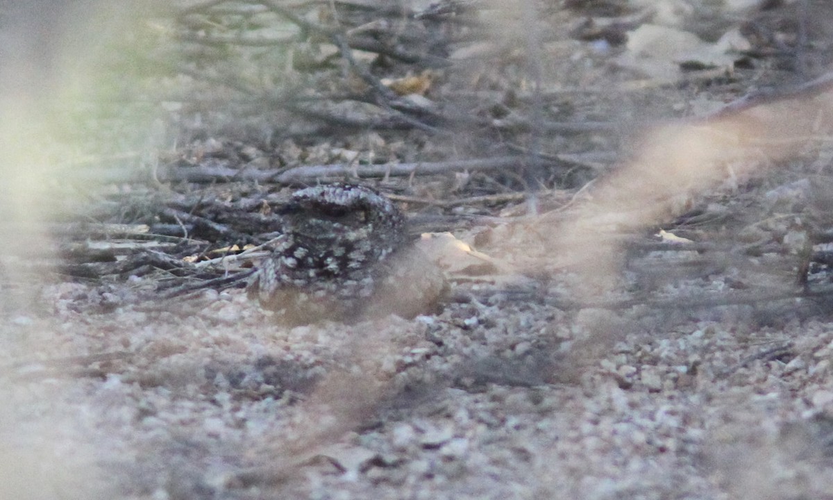 Common Poorwill - ML85231001